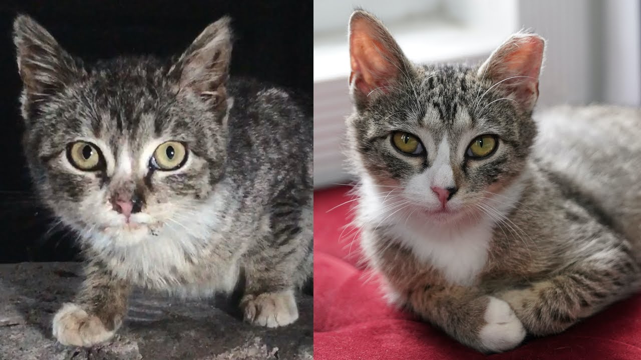 A heartbreaking cat rescue story: Lionel