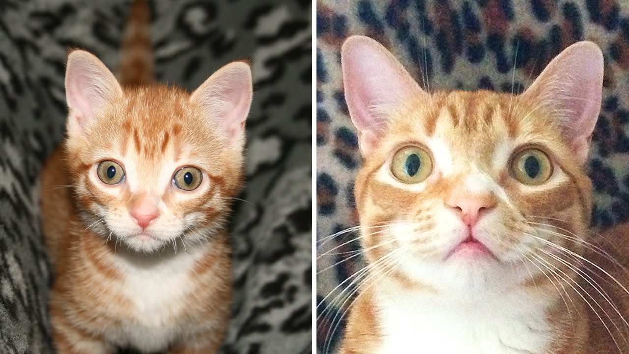 From Kitten to Cat! - Cute Compilation