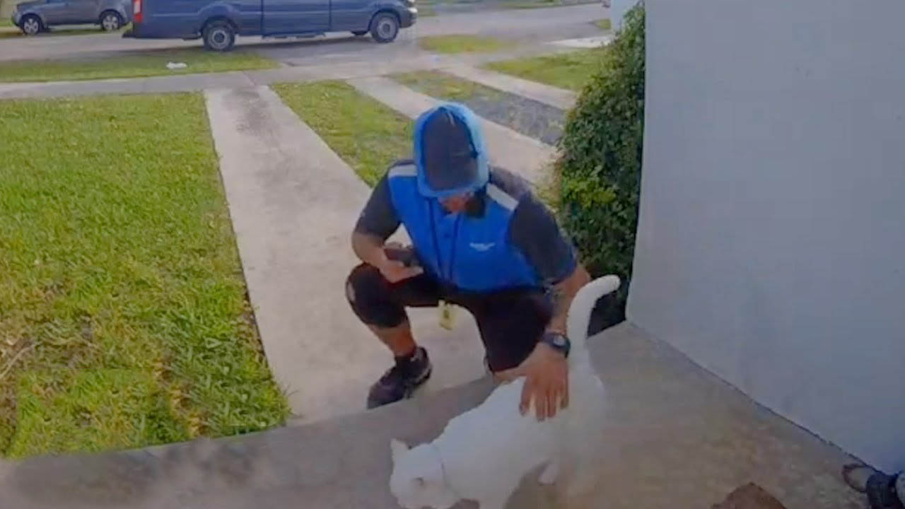 This kitty loves greeting delivery drivers
