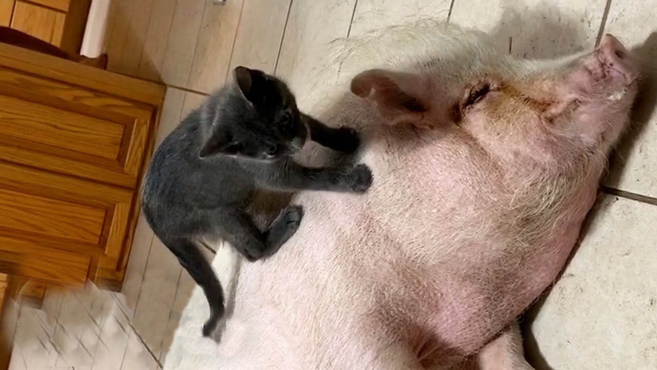 Cat and pig are the best friends