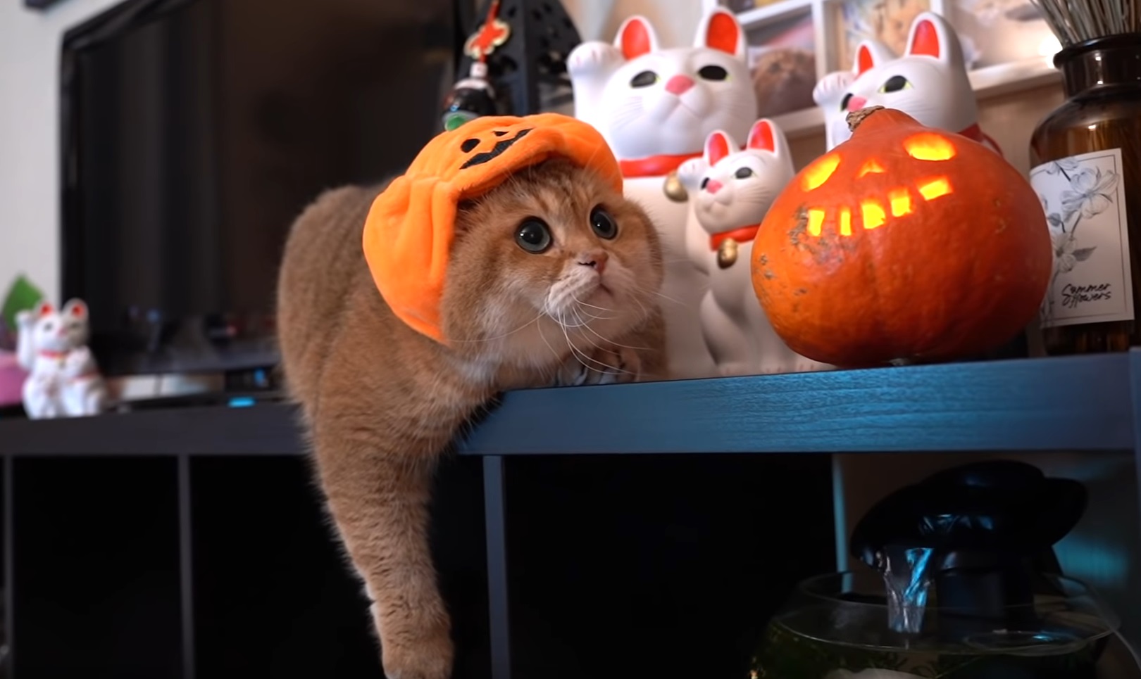 Hosico Is Ready For Halloween