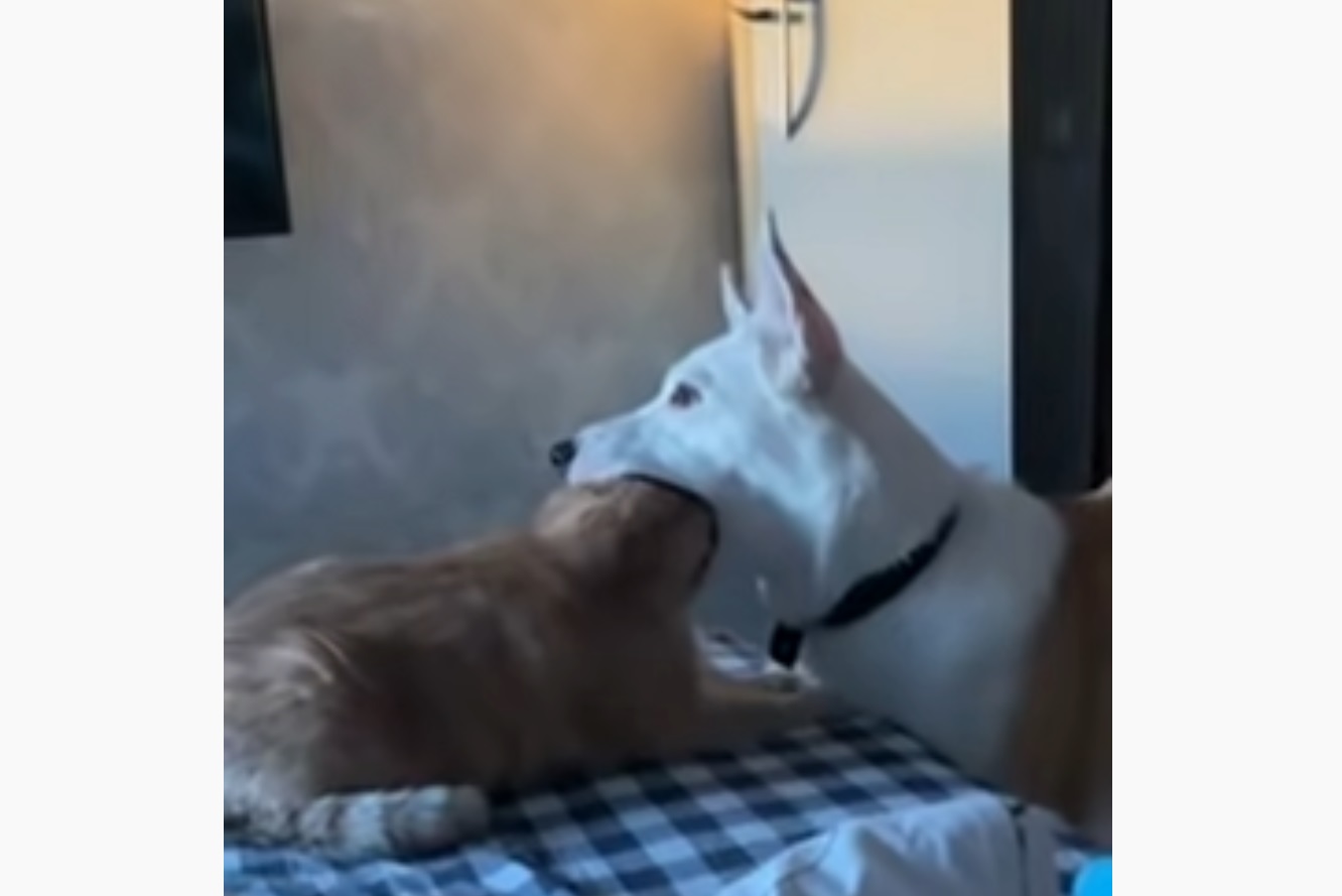 Dog Fits Cat Head In His Mouth
