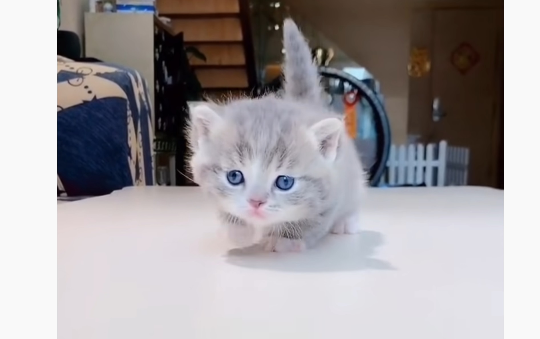Tiny Adorable Munchkin Kittens