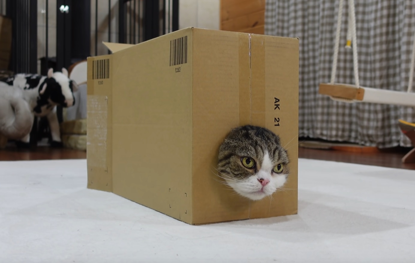 Maru Becomes The Box