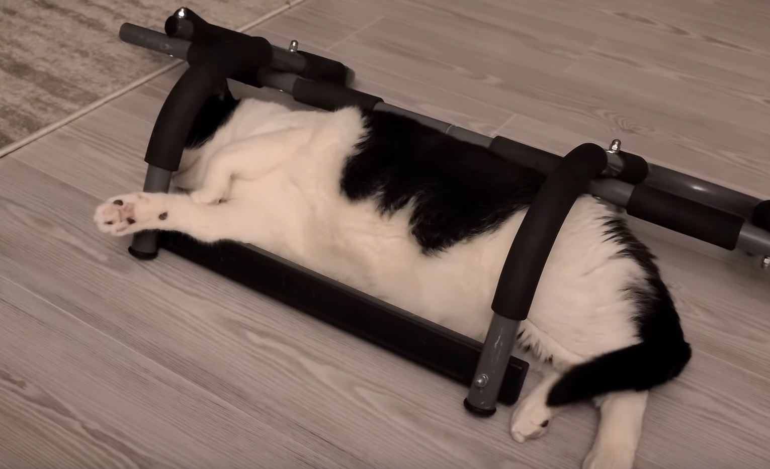 Kitty's  Workout