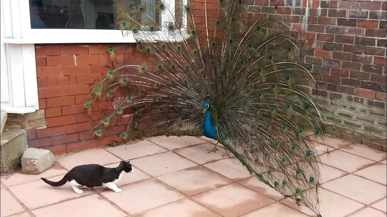 Curious Cat Inspecting Peacock