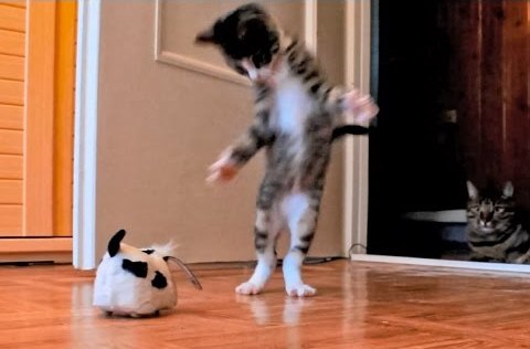 Kitten Versus Robotic Dog & Adult Cat