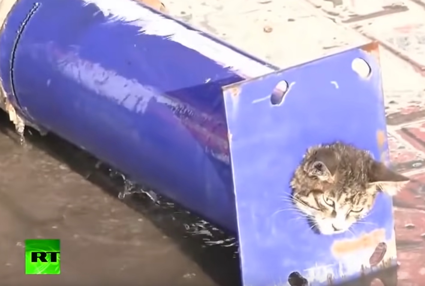 Cat Stuck In A Pipe Gets Rescued Funny Video