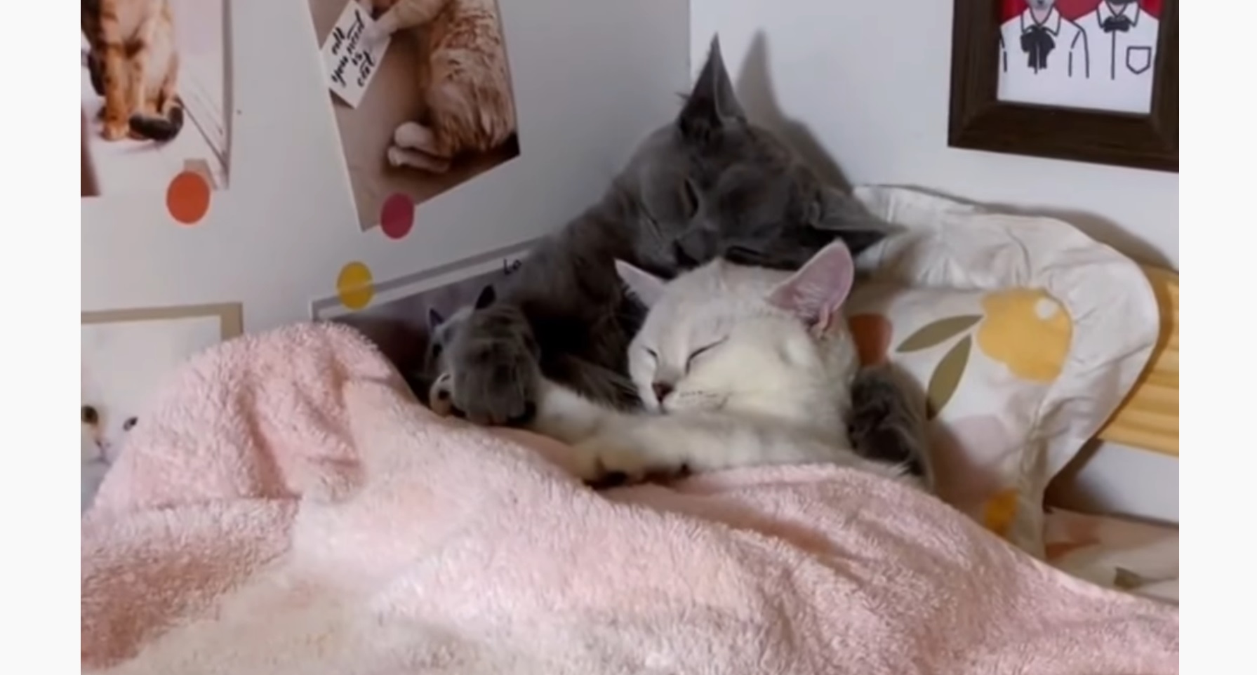 This Kitty Couple Will Make You Smile