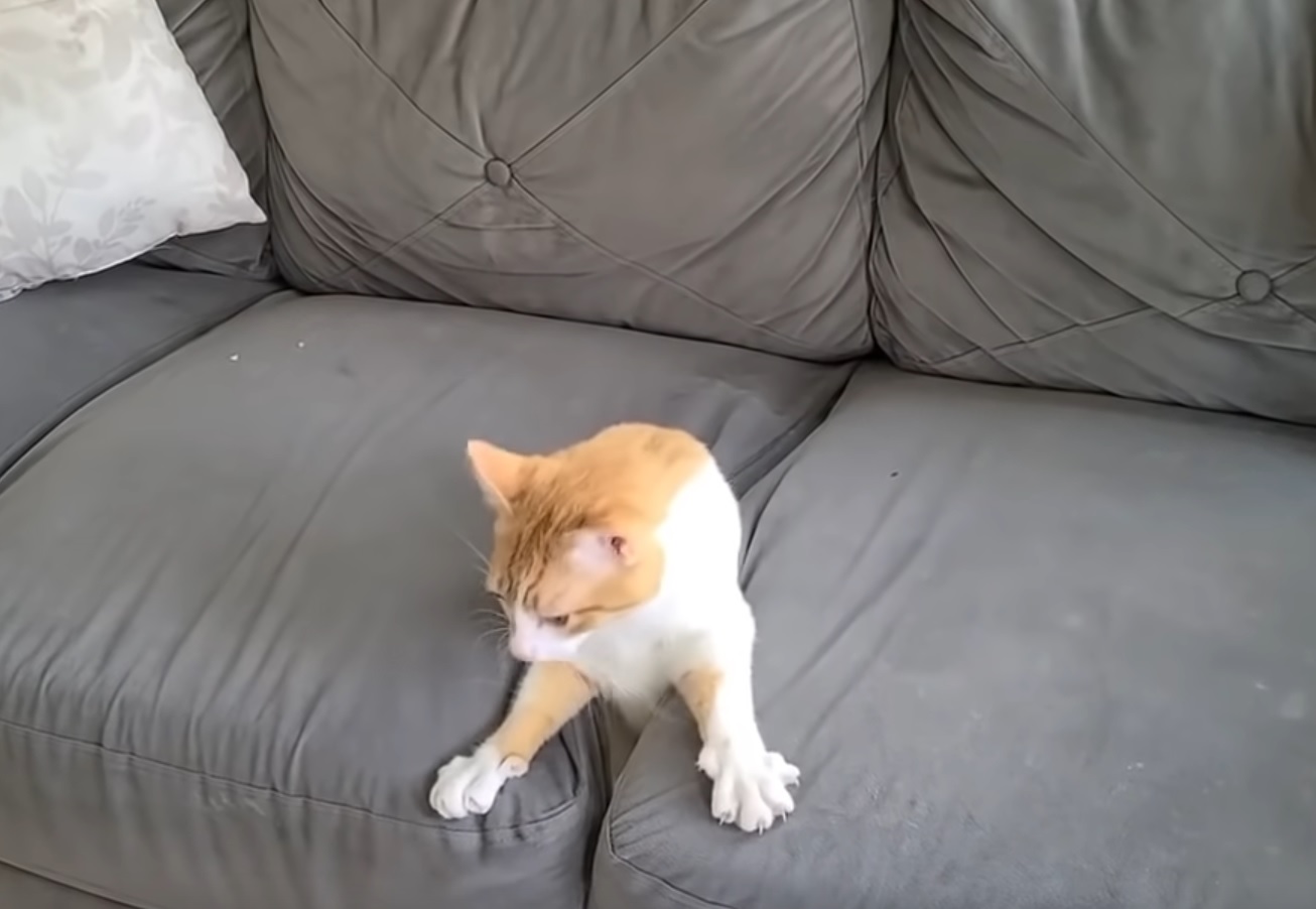 Couch Gives Birth To Cat