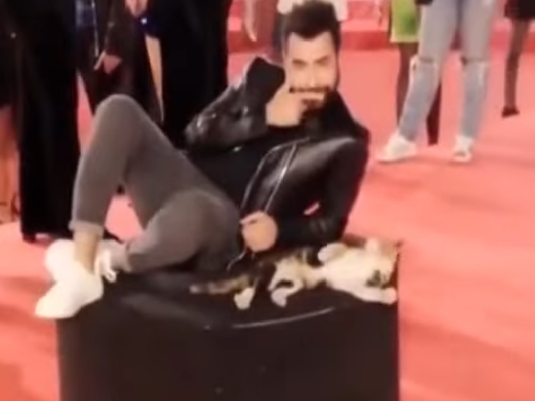 Cat Storms The Red Carpet