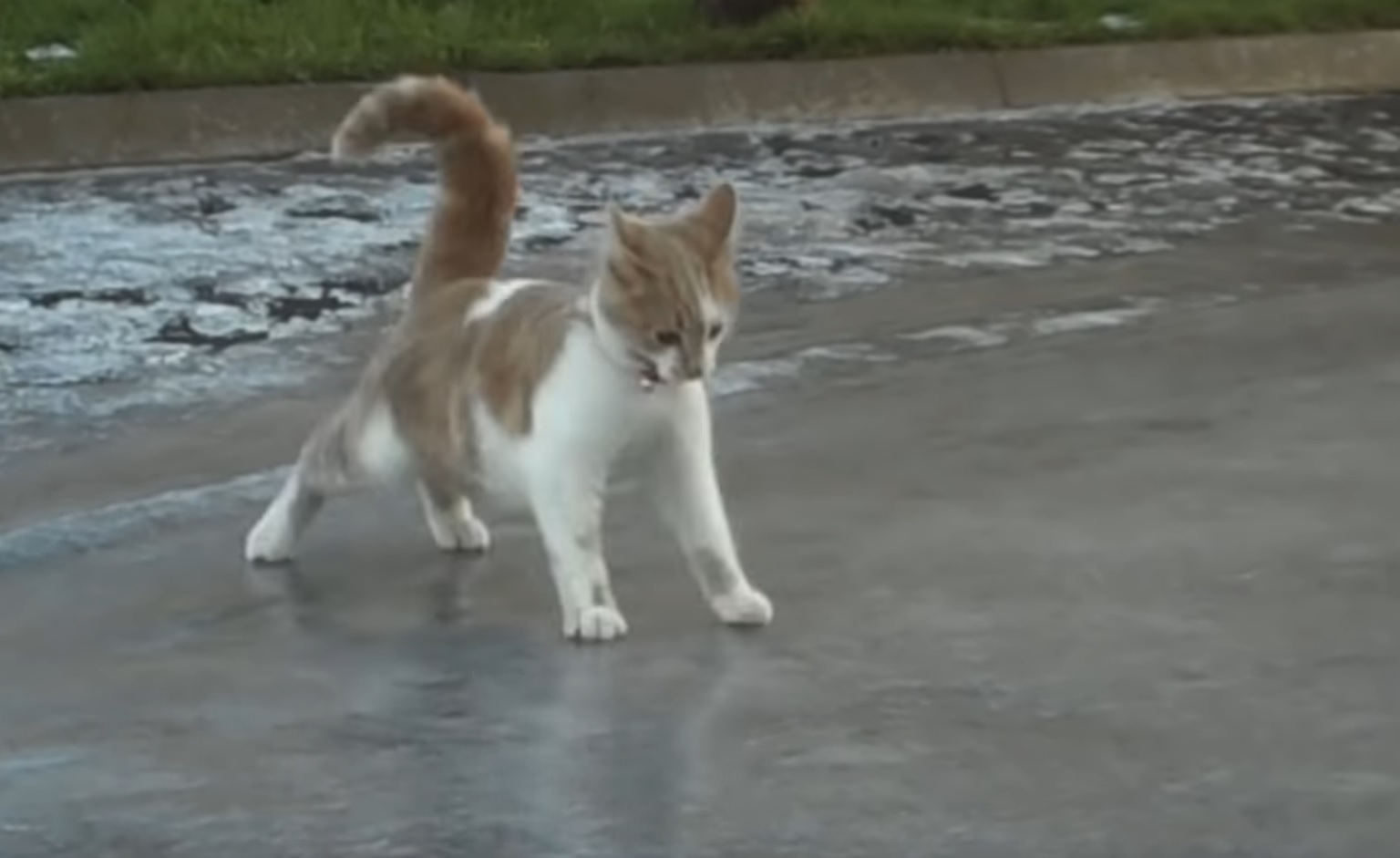 Cat Has Fun On Ice