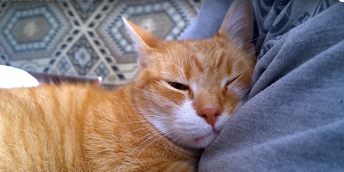 Cute ginger cat showing some love to her human