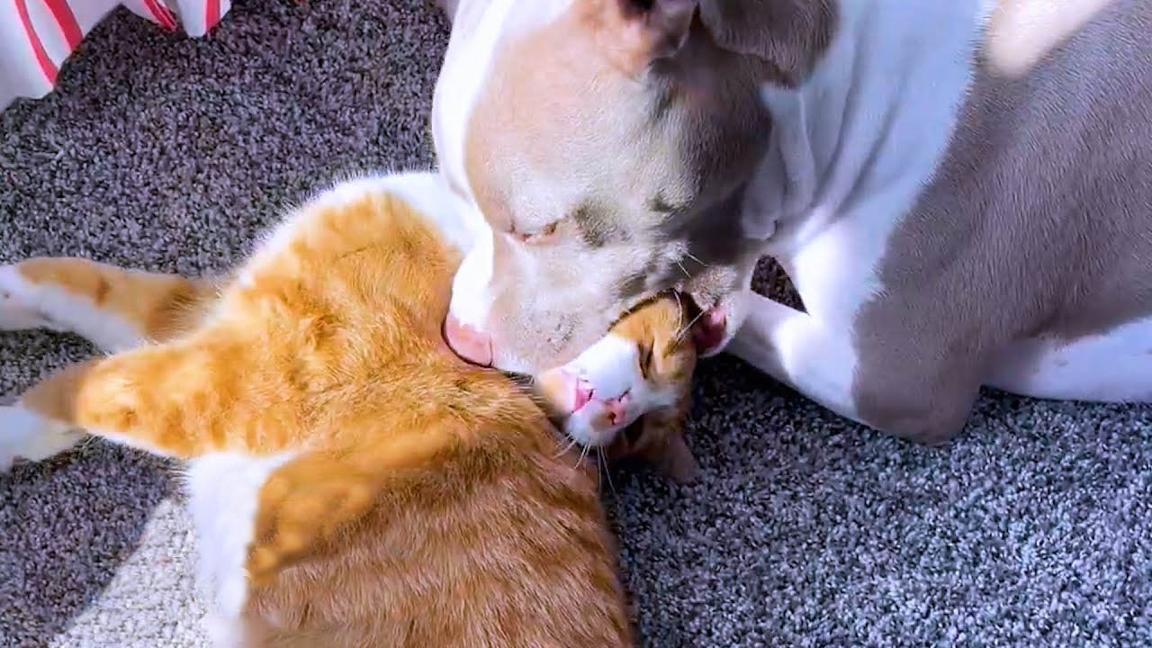 Kittens heal the broken heart of this dog that lost her two best cat friends.