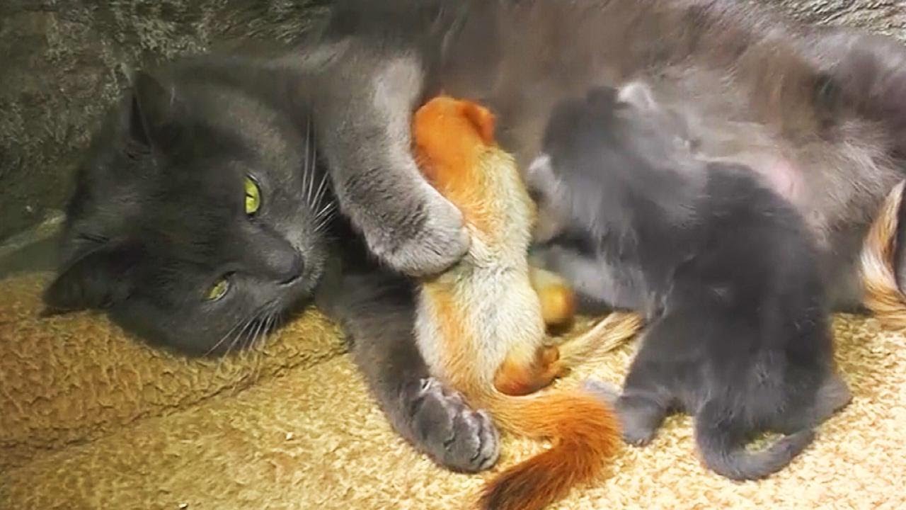 Mama Cat Adopts Abandoned Baby Squirrels