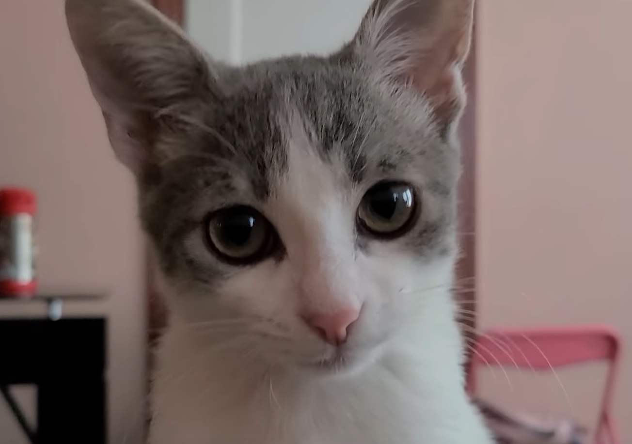 Cat Has Tiny Burp And its Too Cute