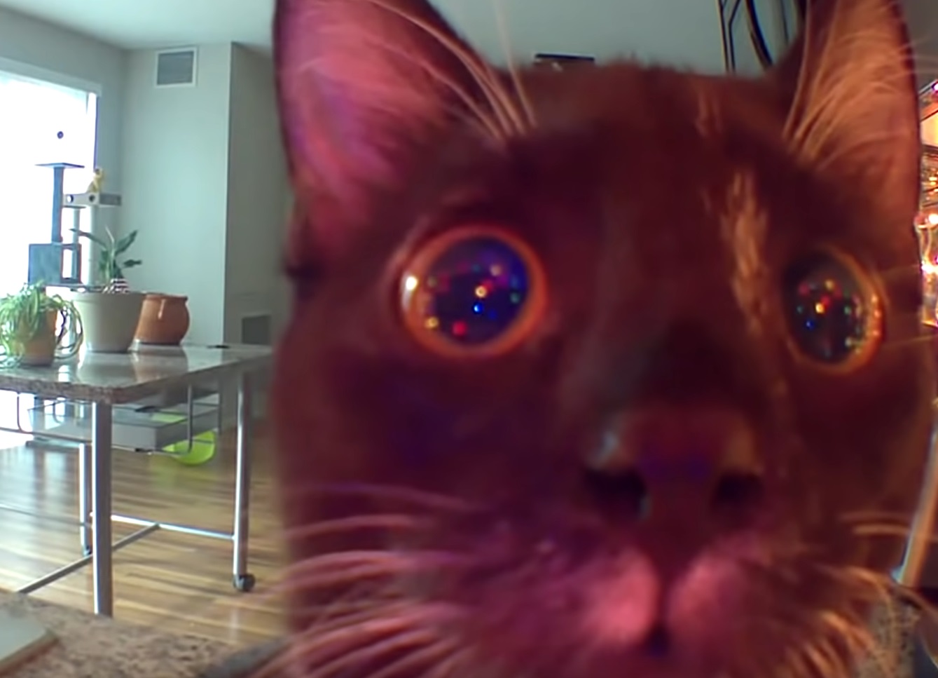 Concerned Cat Sees Owner On CCTV 