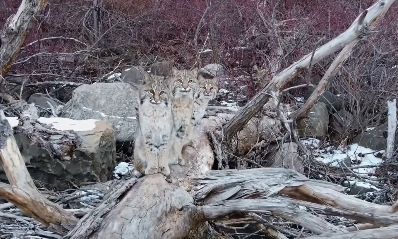 Majestic Bobcats By The Frozen River