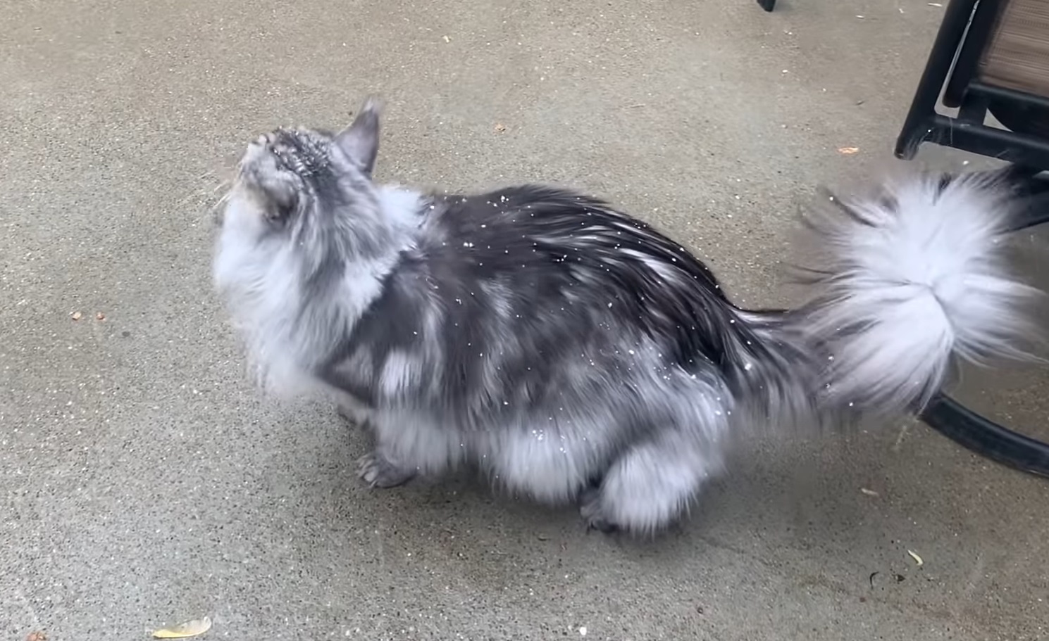 Maine Coon Funny Reaction To Snow