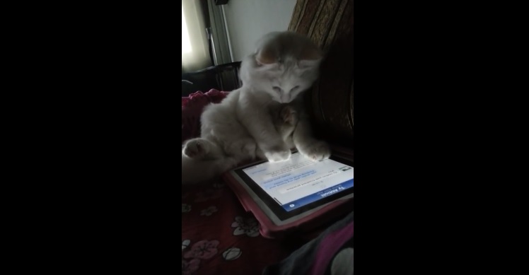 Cute Cat Plays With Tablet 