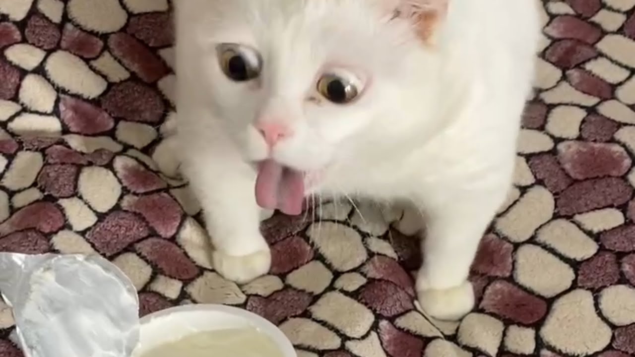 Cat's Reaction To Smelling Sour Cream Is Hilarious