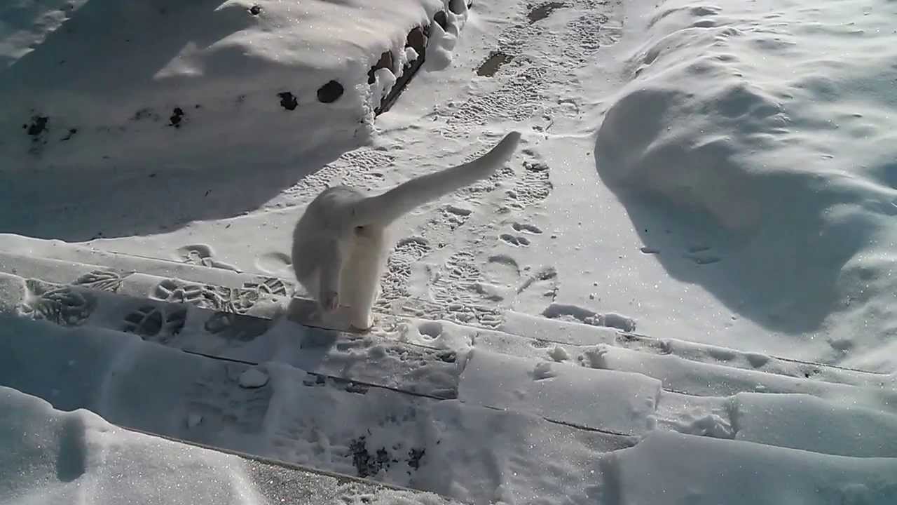 This Cat Hates The Snow And Cold