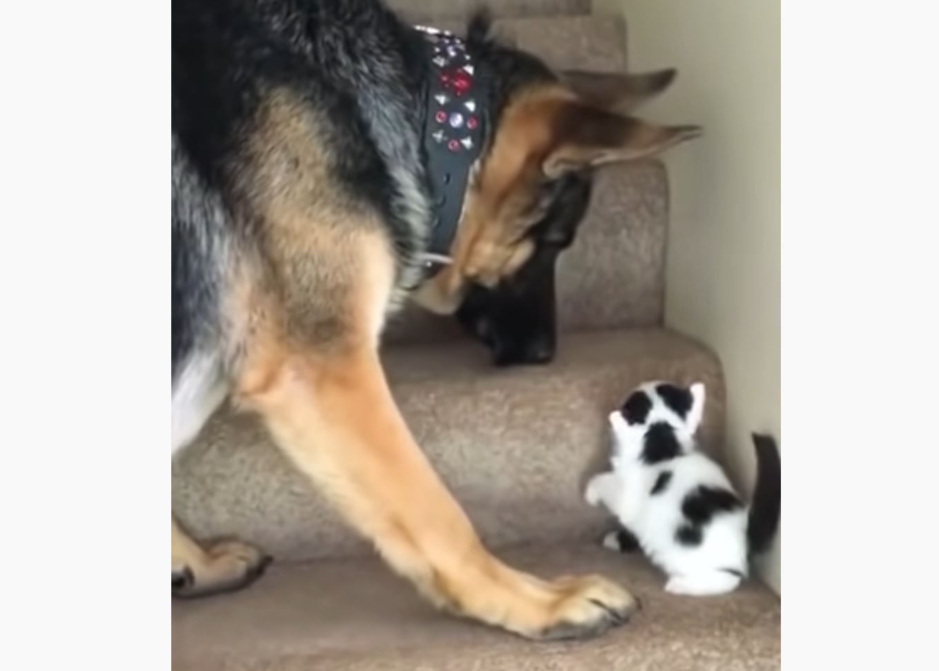 Dog Helps Kitten Get Upstairs