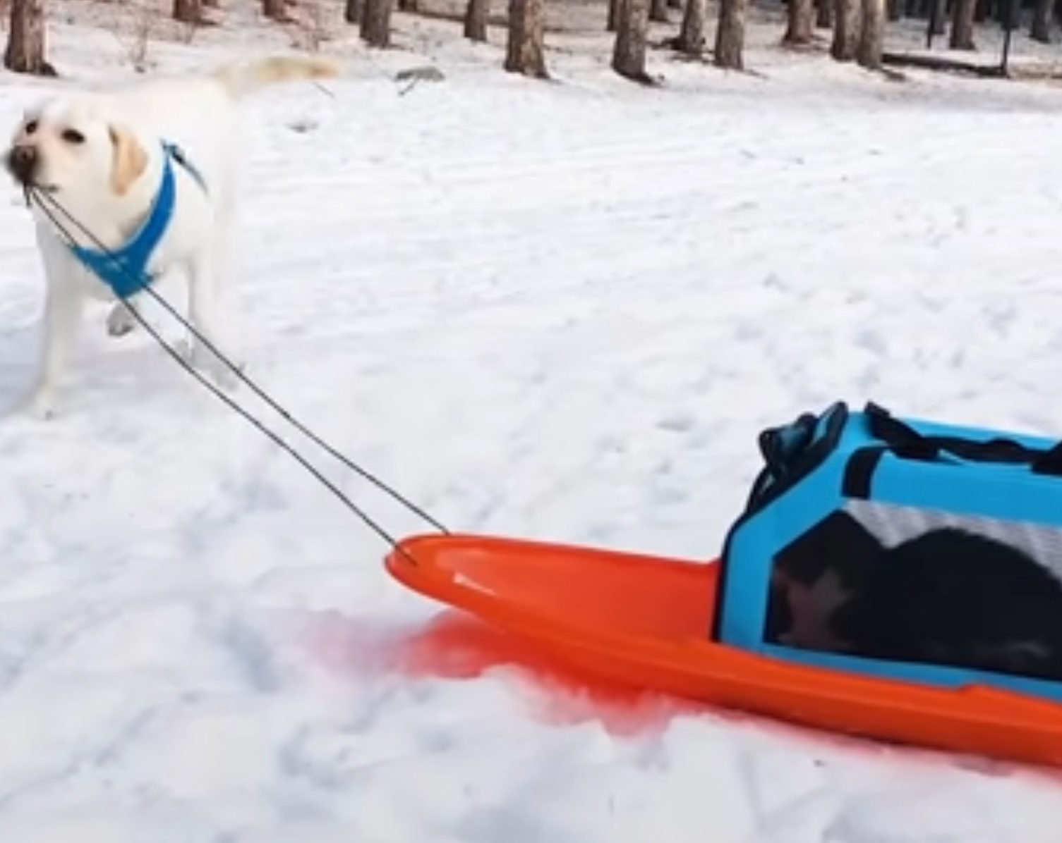 Dog Pulls Cat In Sled And She Loves It