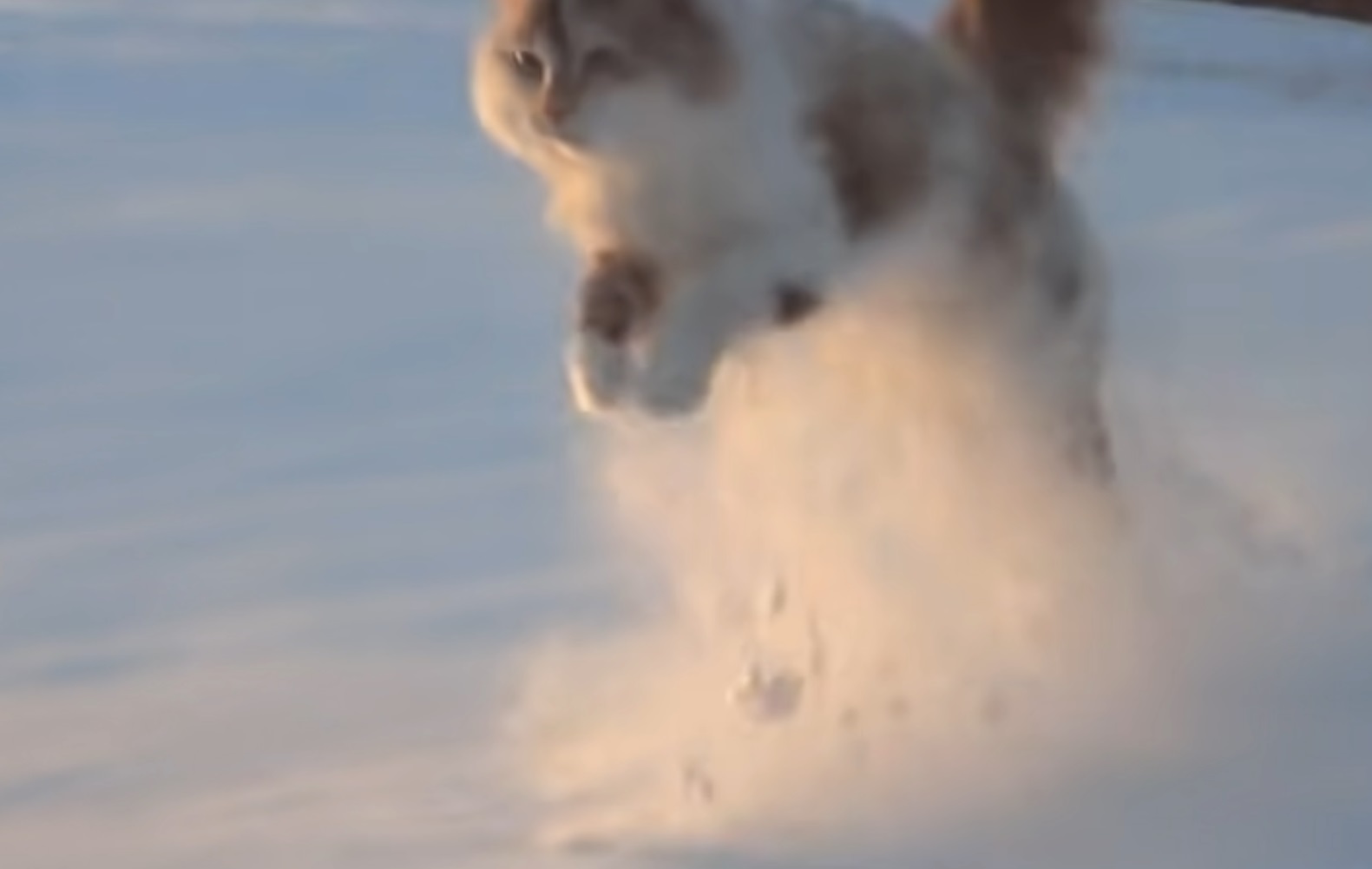 Cat Running In The Snow Majestic Video