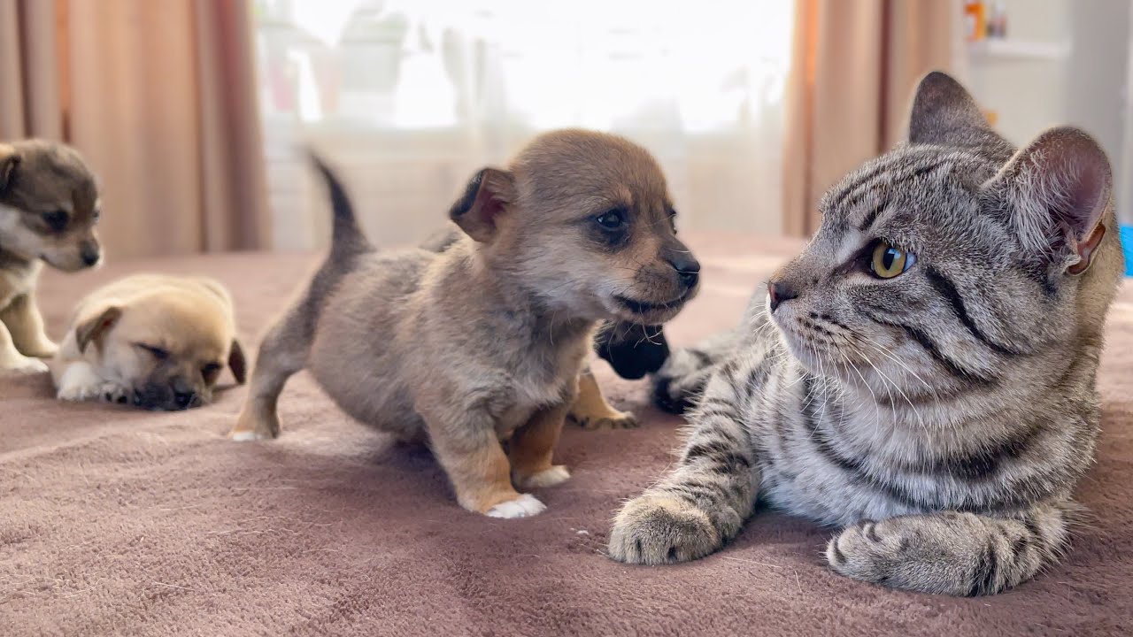 Kitty Sees Puppies For First Time Funny Reaction