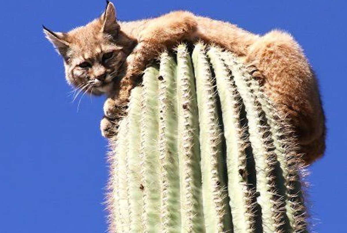 How Did This Bobcat Get On Top Of 45-Foot Cactus?