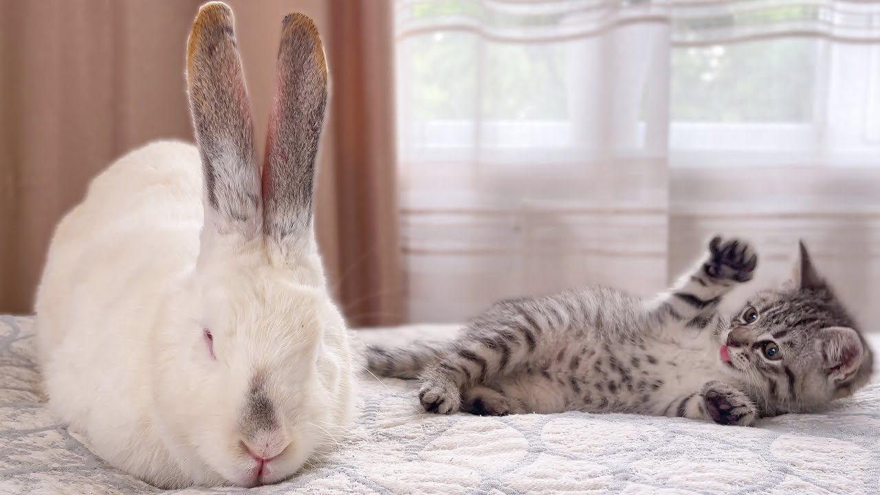 Baby Kitten Playing With Rabbit