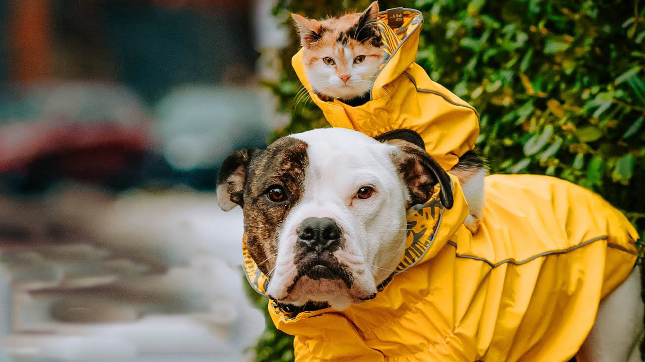 Inseparable cat and dog love to go on adventures together