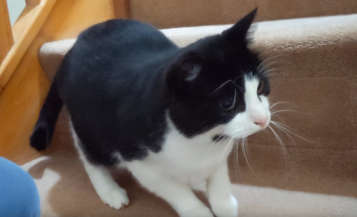 Funny Cat Wiggles Butt Before Pouncing