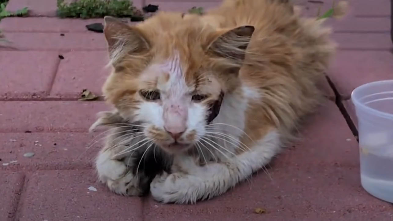 Stray cat, in a very bad shape and starving asks this guy for help