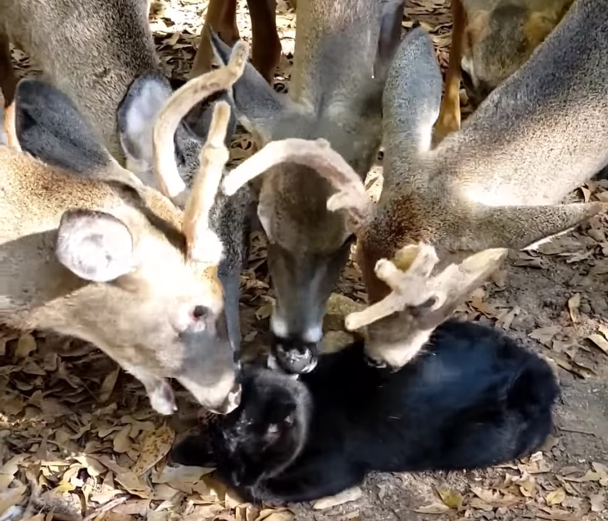 Cat Surrounded By Deer Gets Licked