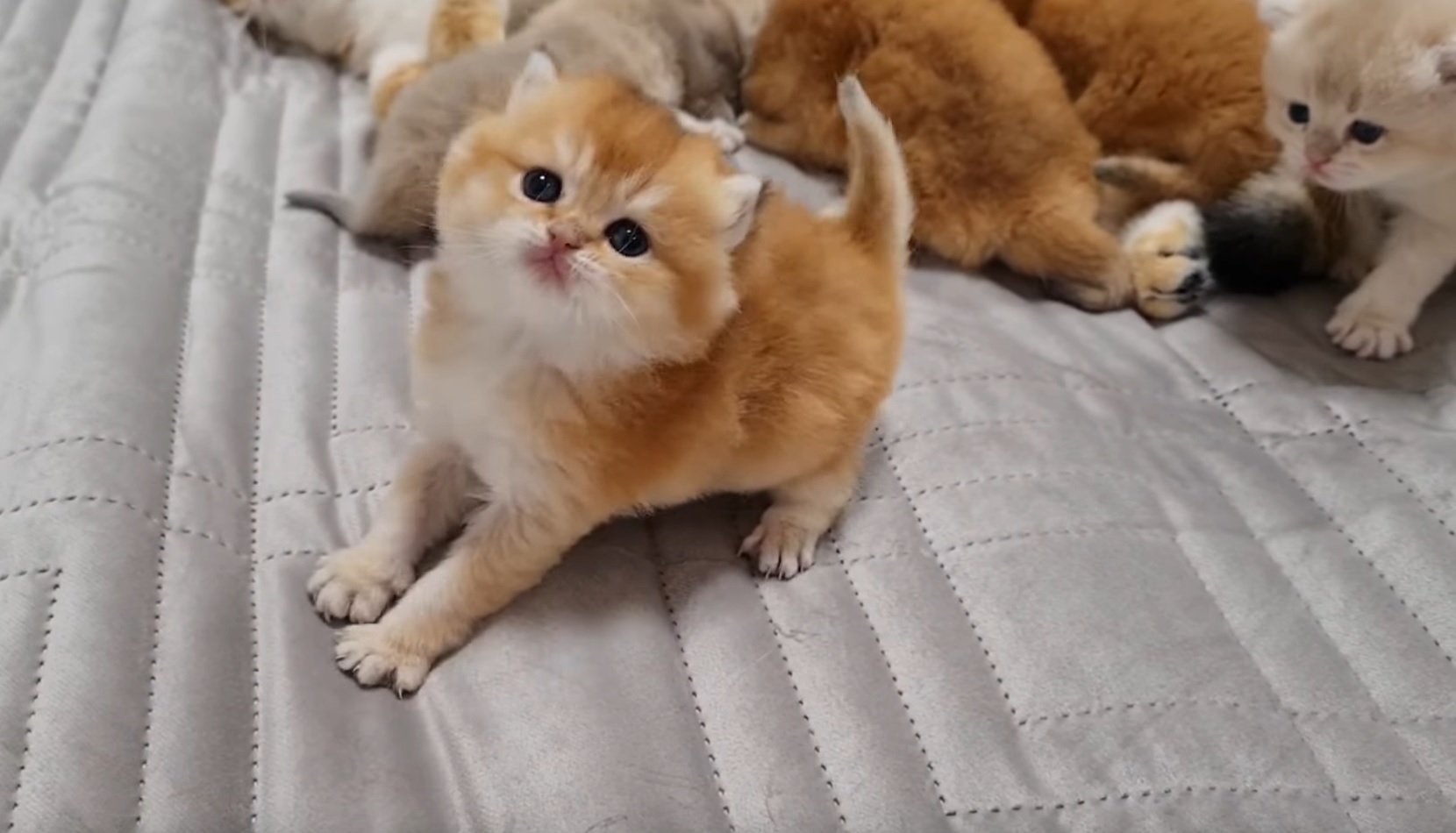 Tiny Cute Kitten Attacks Person