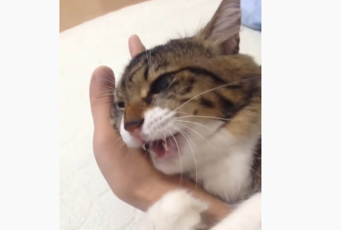 Cat Won't Let Go Of Owner's Hand