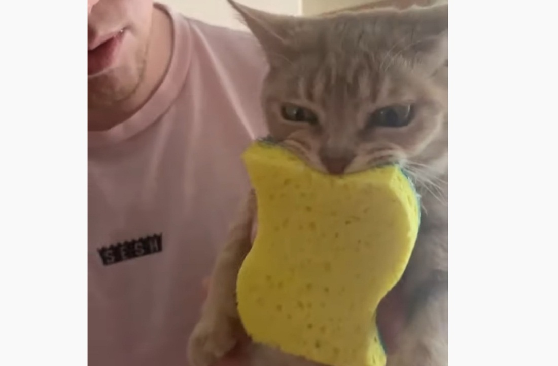 Cat Refuses To Let Go Of Sponge