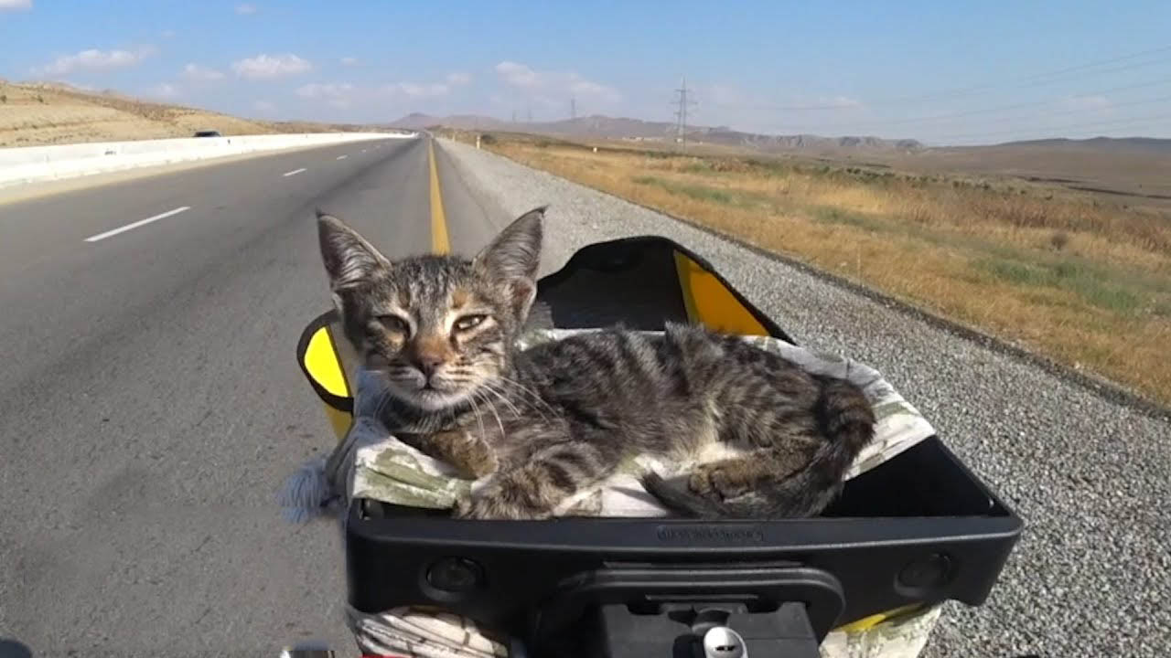Hungry street kitten met two cyclists and her life changed forever after.