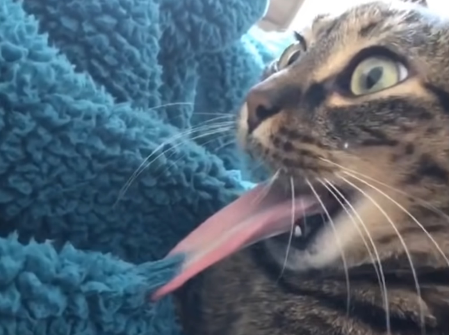 Cat Tongue Gets Stuck Funny Video