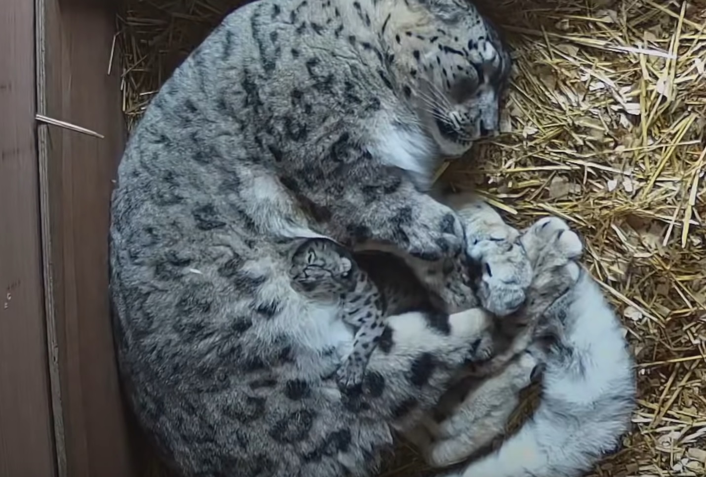 Baby Snow Leopard Cuddles Mom