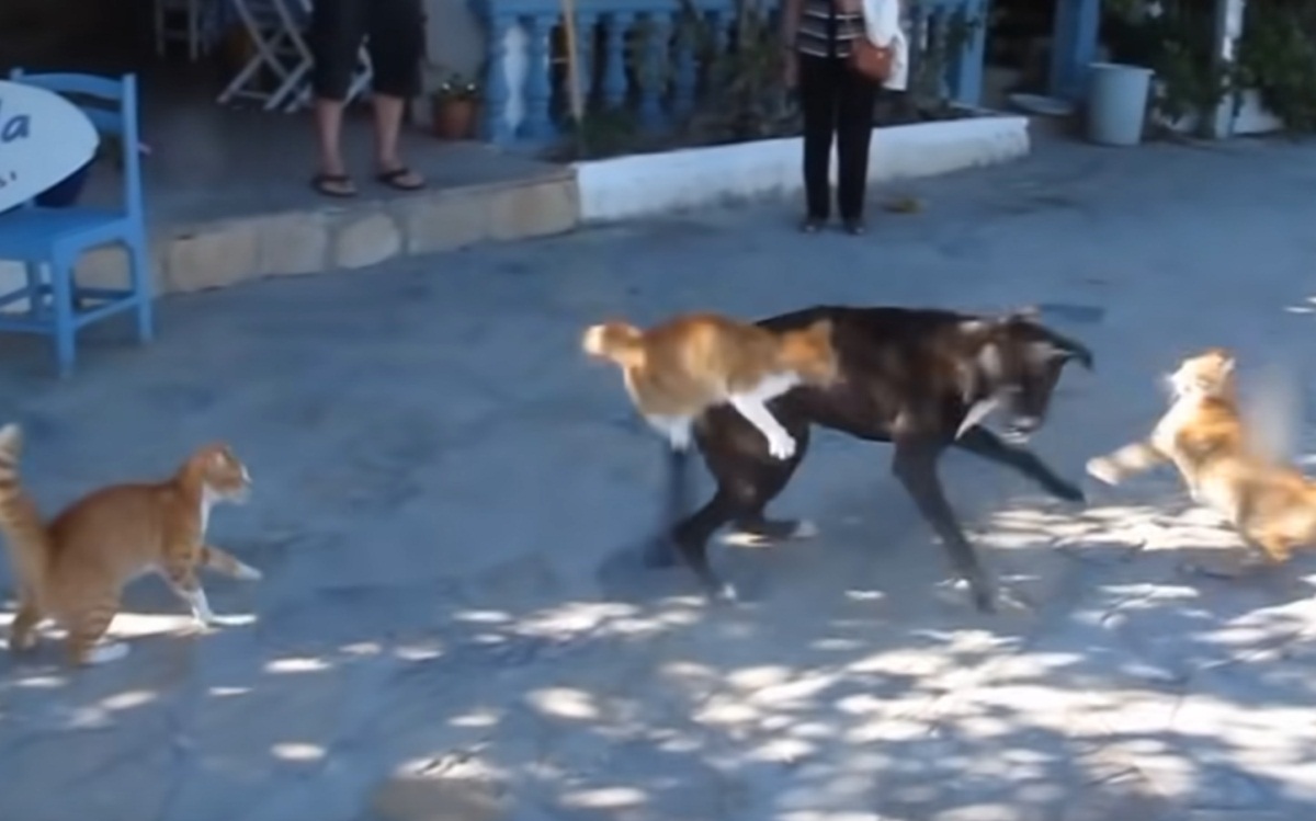 Cats Attack Dog Using Teamwork