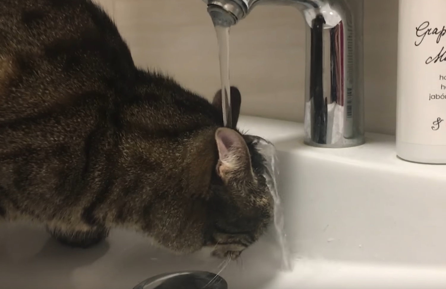 Cat Drinks From Faucet In Weird Way Video