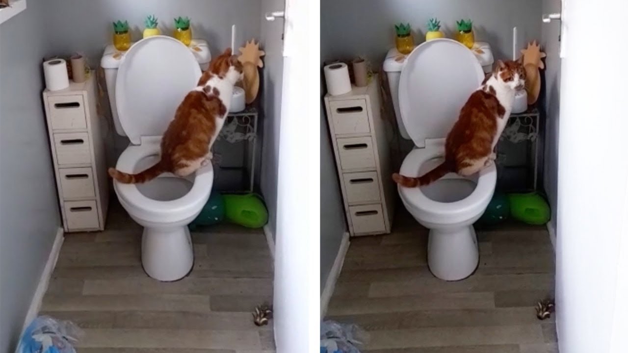 Funny Moment With Cat Using Toilet