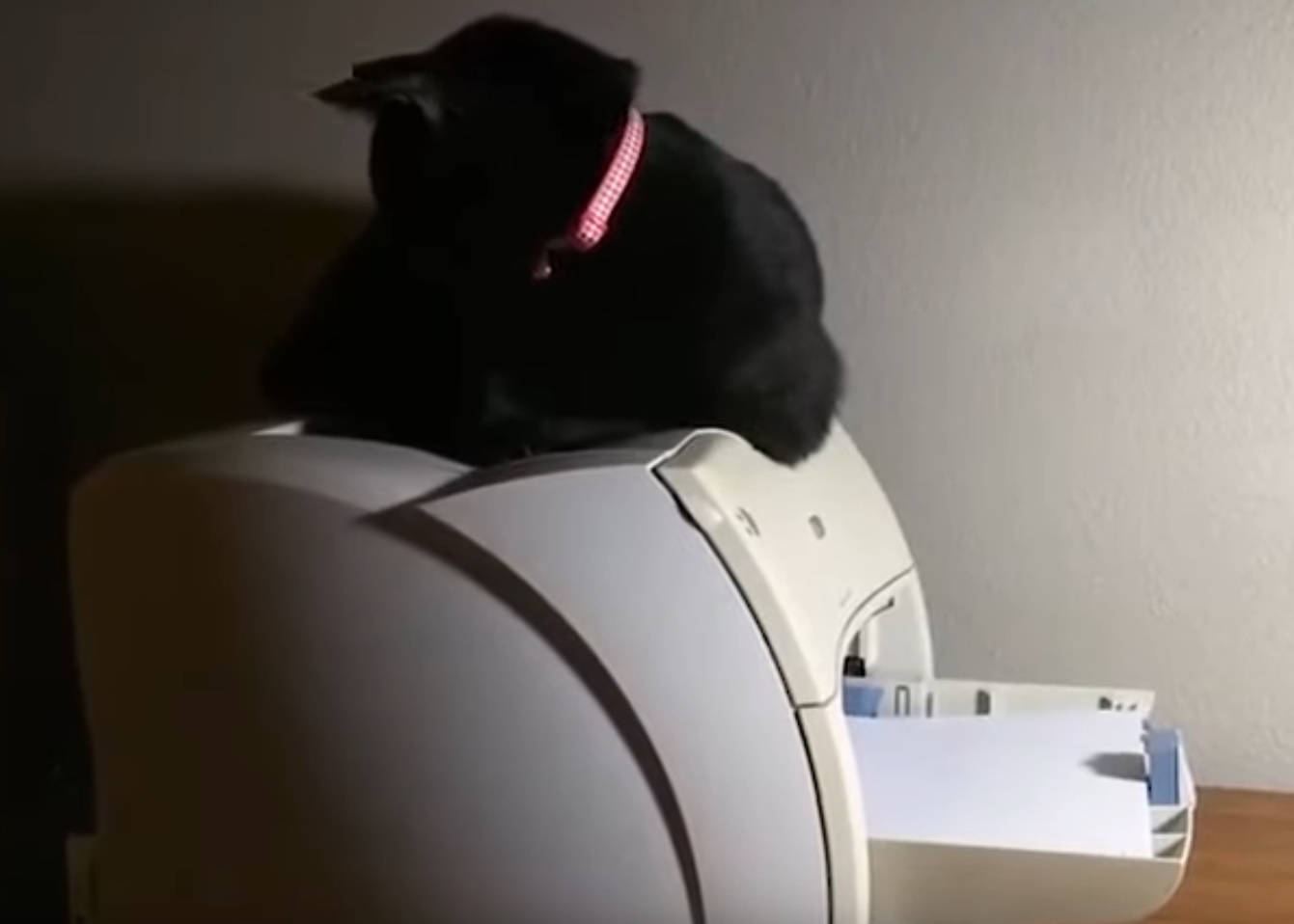 Cat Hilarious Reaction To Printer