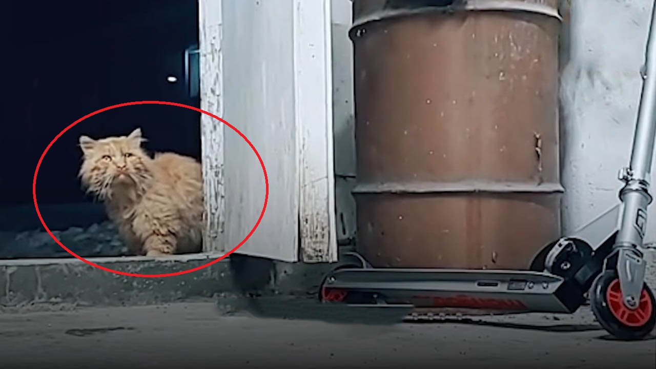 Woman saves a stray cat from the cold and gives him a stress-free life
