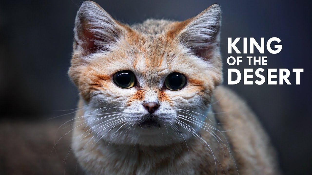 Meet the elusive Sand Cat -  The King of the Desert