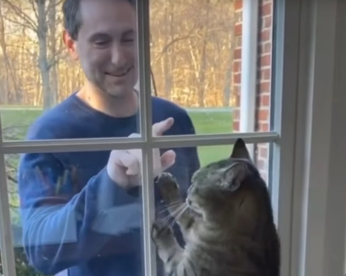 Heartwarming Moment Between Cat And Owner
