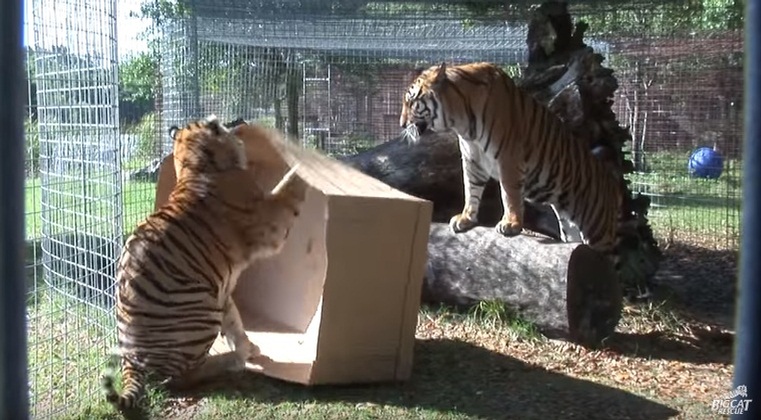 Big Cats Like Boxes Too